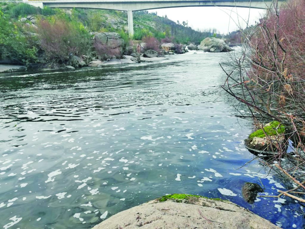  Verdes dizem que aparecimento de algas no Rio Dão resulta de anos de descargas ilegais - Jornal do Centro