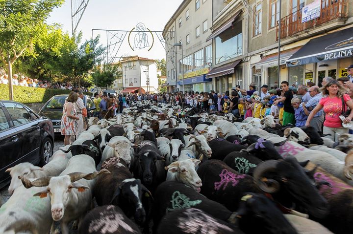 ultima_rota_transumancia_1