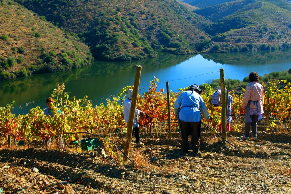  Viticultores do Douro ameaçam boicotar eleições legislativas - Jornal do Centro