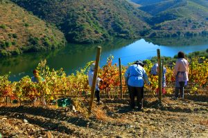 vindimas-rio-douro