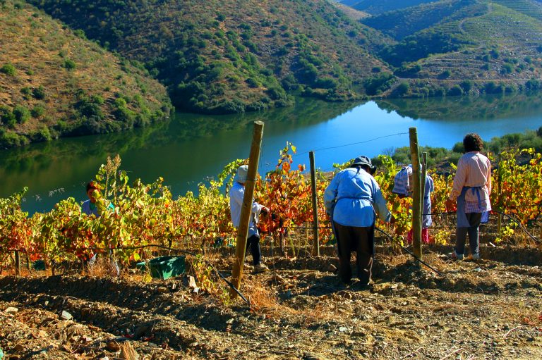 vindimas-rio-douro
