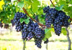  CIM Douro preocupada com impacto das taxas Trump no negócio do vinho - Jornal do Centro