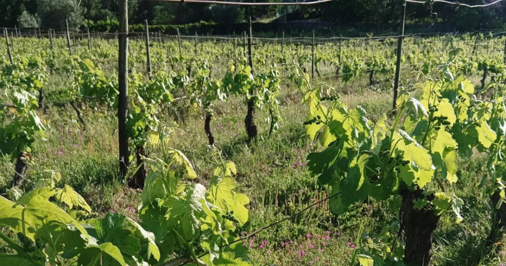  Adega de Vila Nova de Tazem aposta no enoturismo com experiências de enólogo por um dia - Jornal do Centro