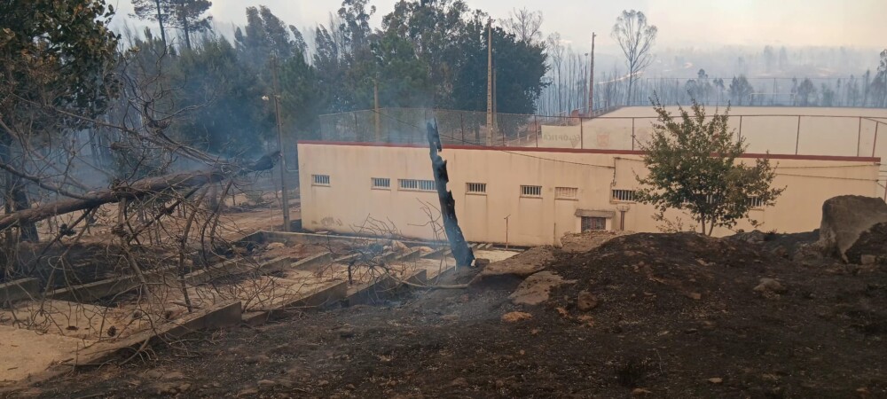  Vinhas e olivais destruídos pelas chamas. Câmara de Nelas com equipas no terreno para apoiar populações - Jornal do Centro