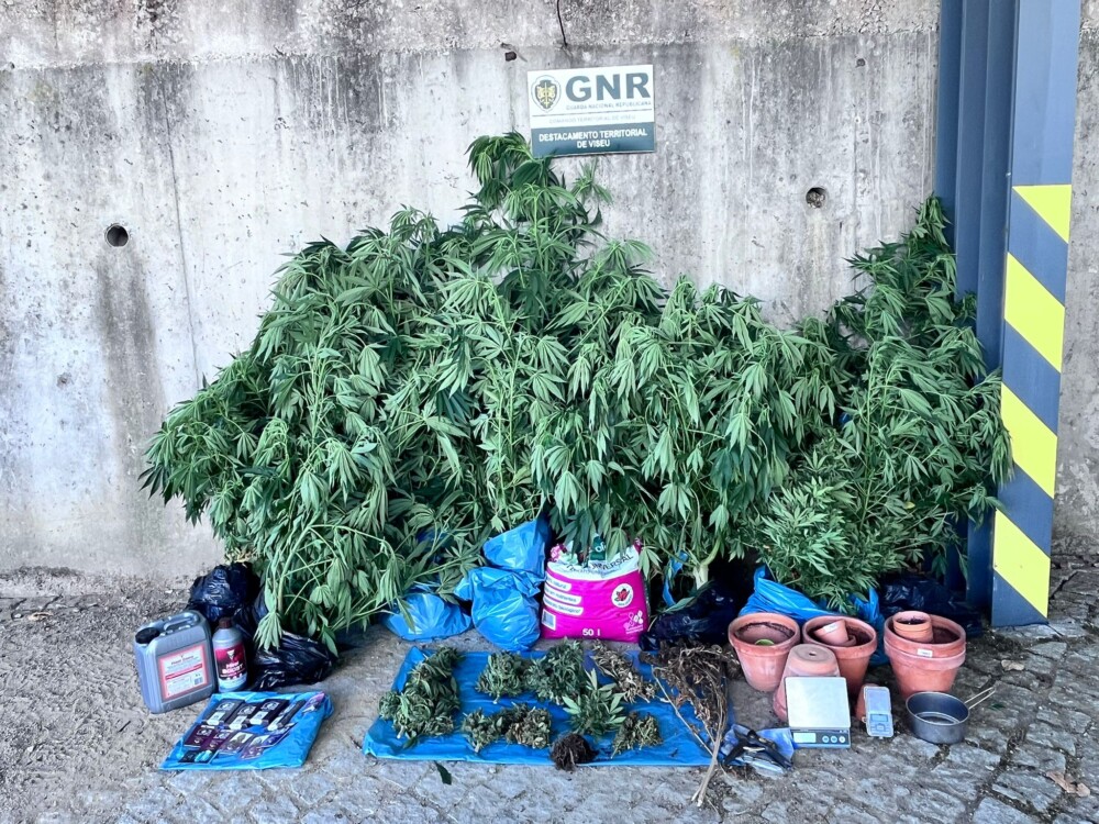  Homem que cultivava canábis é detido em Viseu - Jornal do Centro