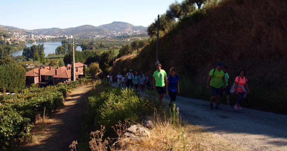  Caminheiros percorreram Rota das Vindimas em Lamego - Jornal do Centro