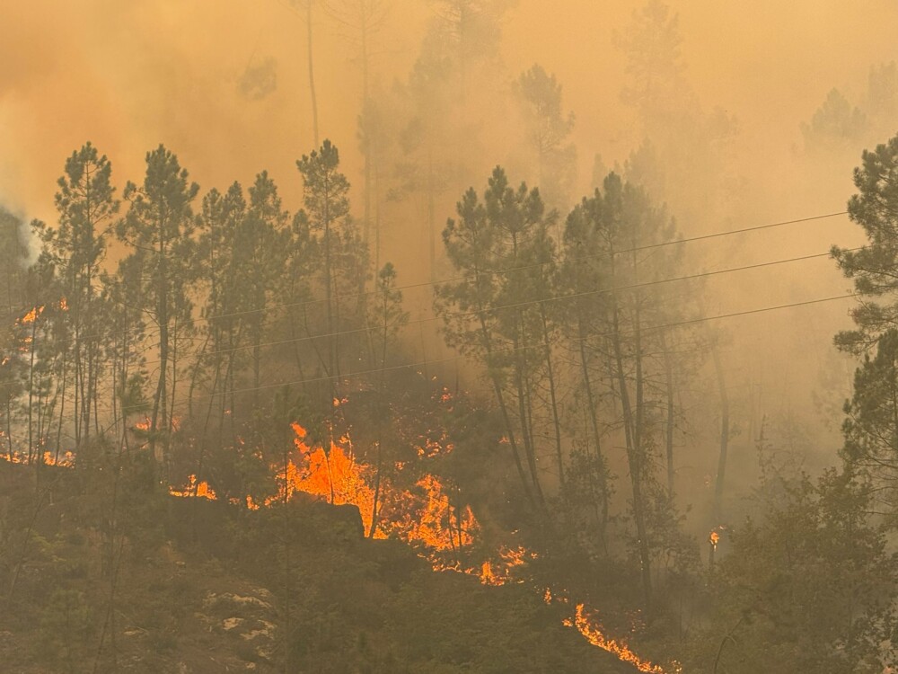  Incêndios: Mangualde com prejuízo superior a um milhão de euros no setor agrícola - Jornal do Centro