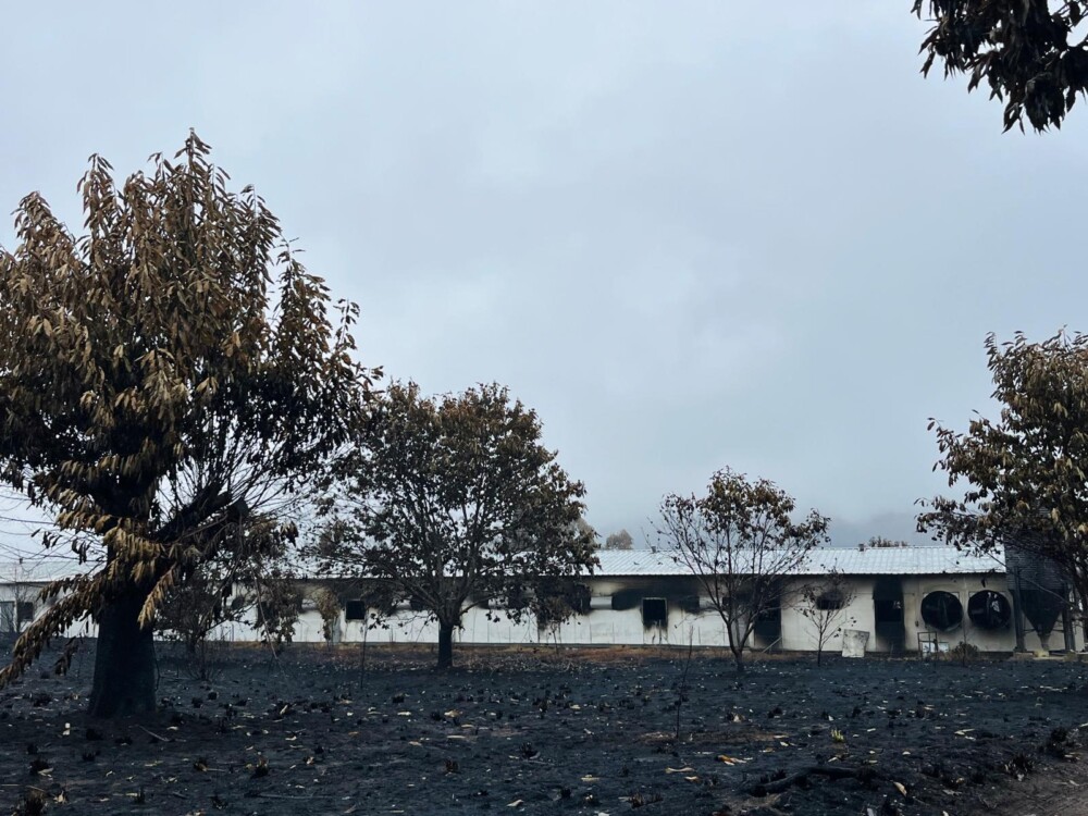  Incêndios: Associação dos Industriais de Alimentos vai doar 30 toneladas de rações a produtores - Jornal do Centro
