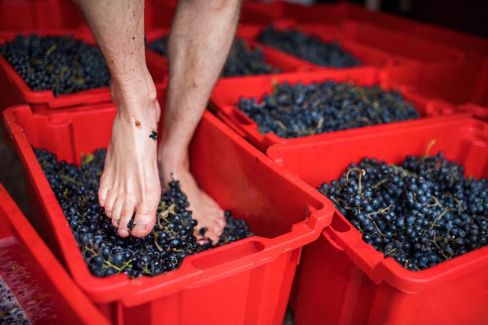  Pisa da uva, prova de vinhos e uma caminhada vinhateira na Aldeia Barcos (Tabuaço) - Jornal do Centro