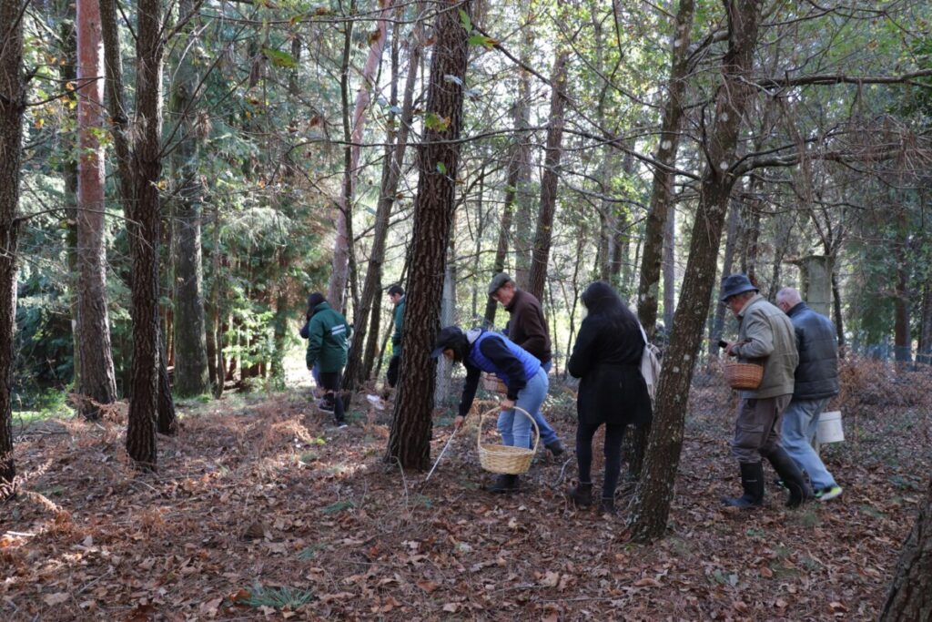 Há cogumelos para apanhar em novembro em Vila Nova de Paiva - Jornal do Centro