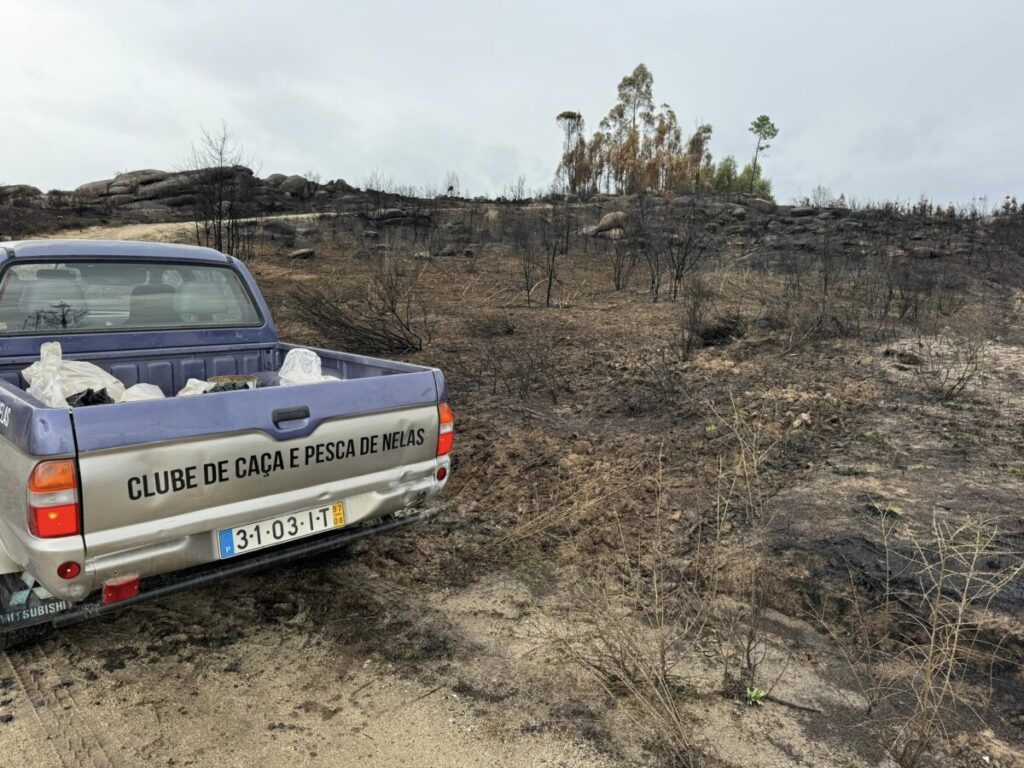  Clube de Caça e Pesca de Nelas planta grãos e liberta 500 aves em áreas ardidas - Jornal do Centro