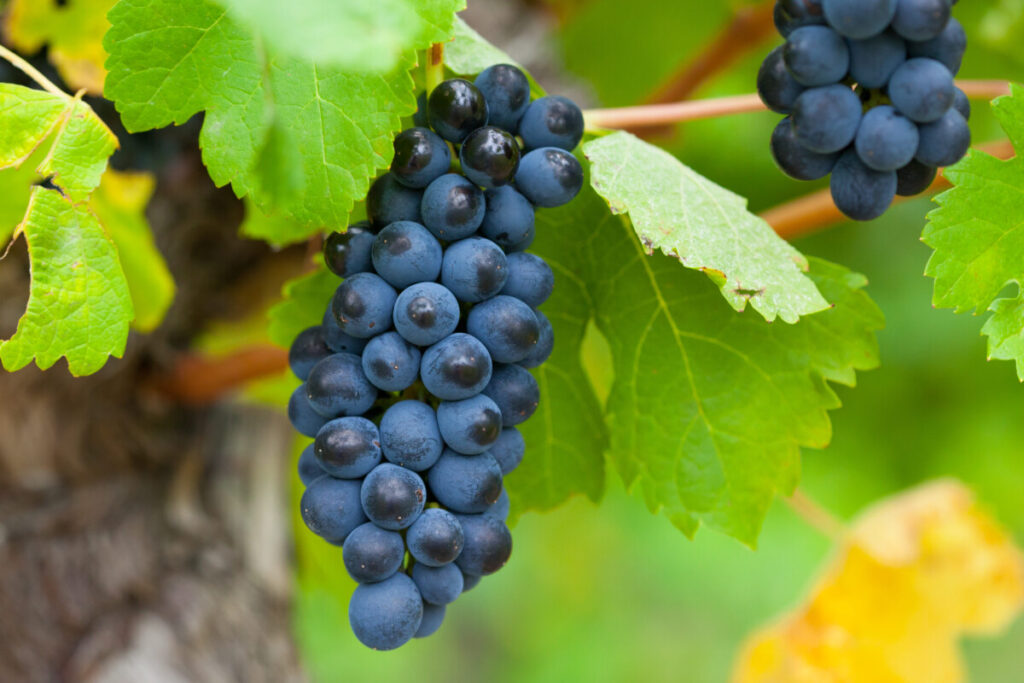  Distrito de Viseu produziu vinho que daria para encher 33 piscinas olímpicas - Jornal do Centro