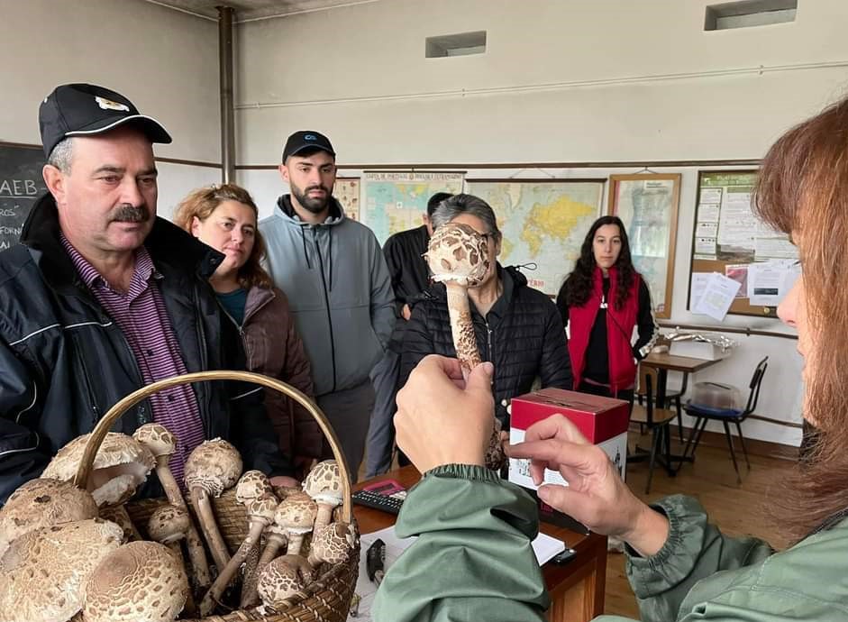  Aldeia de Aguiar da Beira convida a uma “ida” aos míscaros - Jornal do Centro