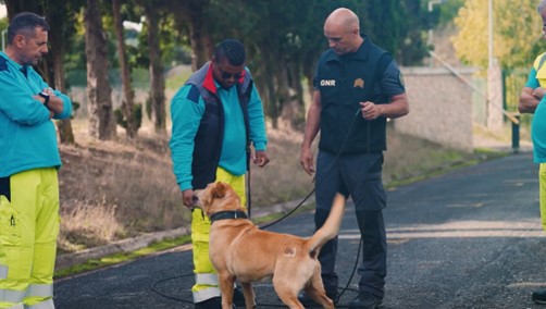 GNR forma equipas da concessionária da A25 na recolha de animais em autoestradas