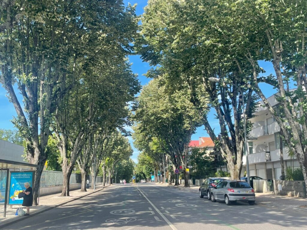  Câmara de Viseu corta árvores de risco no centro da cidade - Jornal do Centro