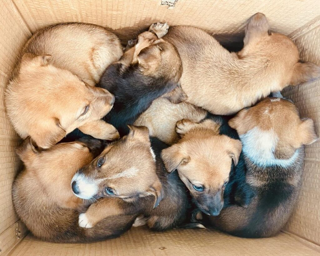  Oito cães abandonados à porta da Câmara Municipal de Mangualde despertam atenção para abandono animal - Jornal do Centro