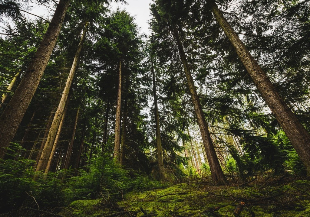  Quando o turismo é sustentável e os privados investem nas áreas protegidas a floresta agradece - Jornal do Centro