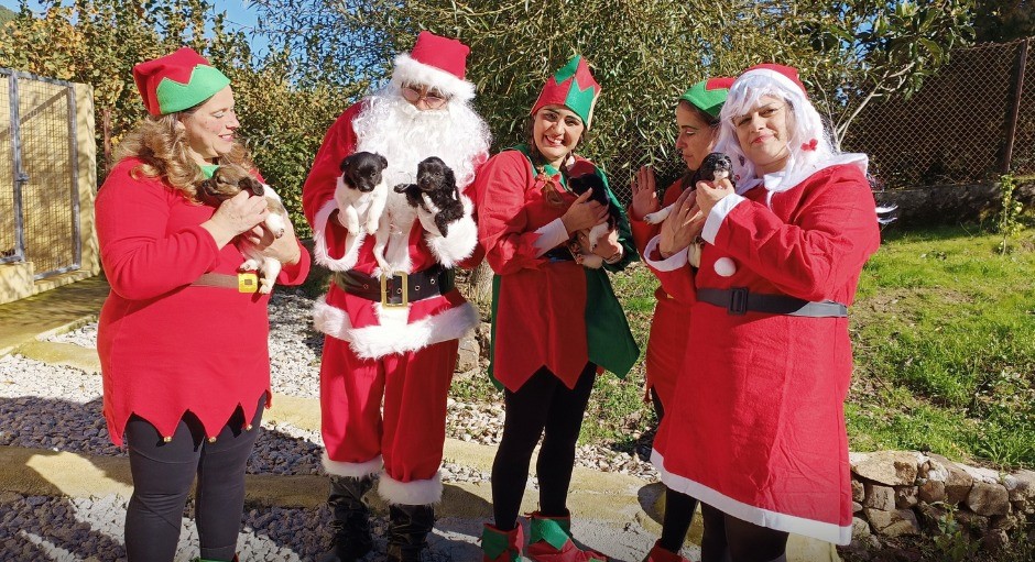  Canil de Tarouca pede ajuda para tornar o Natal dos animais mais feliz - Jornal do Centro