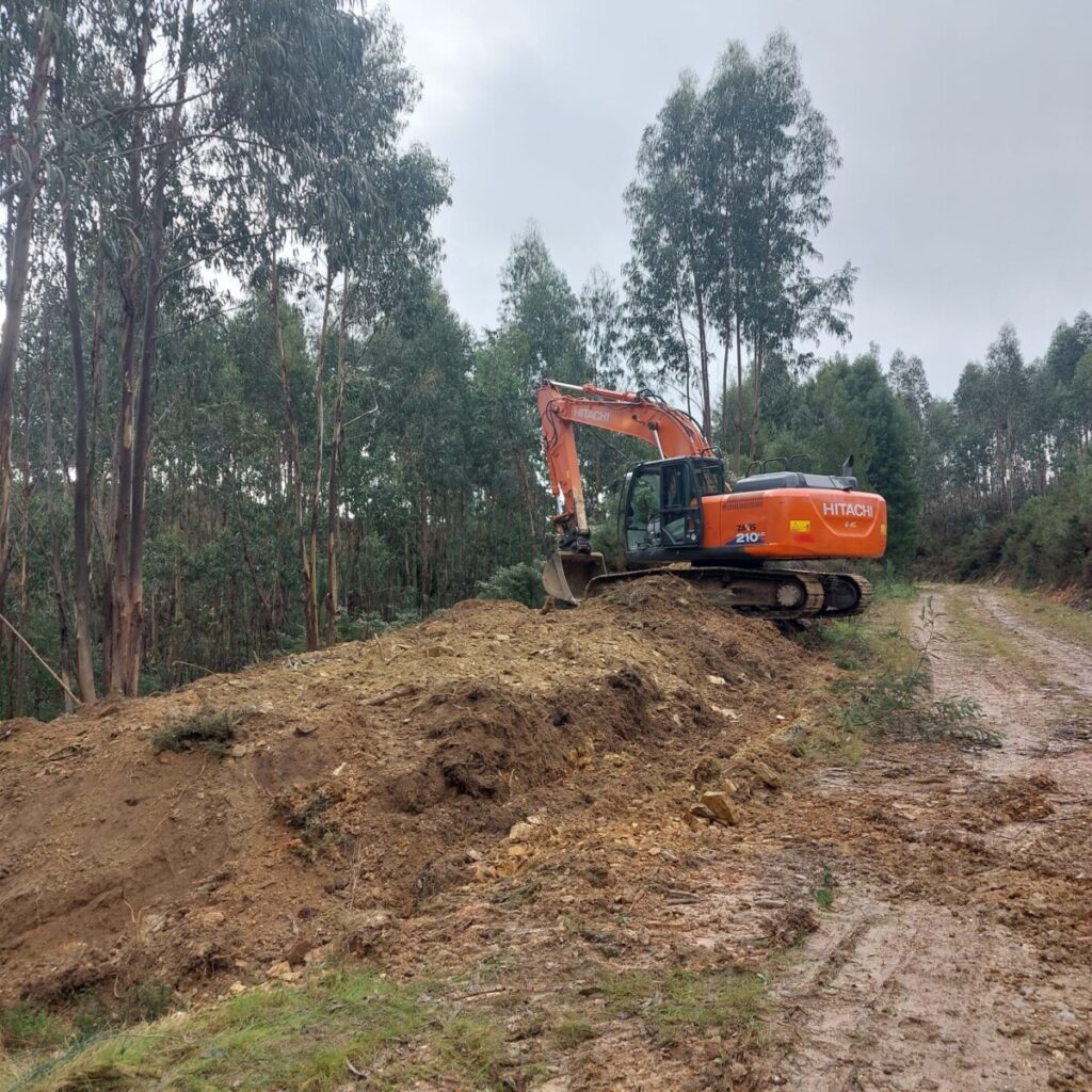  Espécie invasora está a ser controlada em Oliveira de Frades - Jornal do Centro