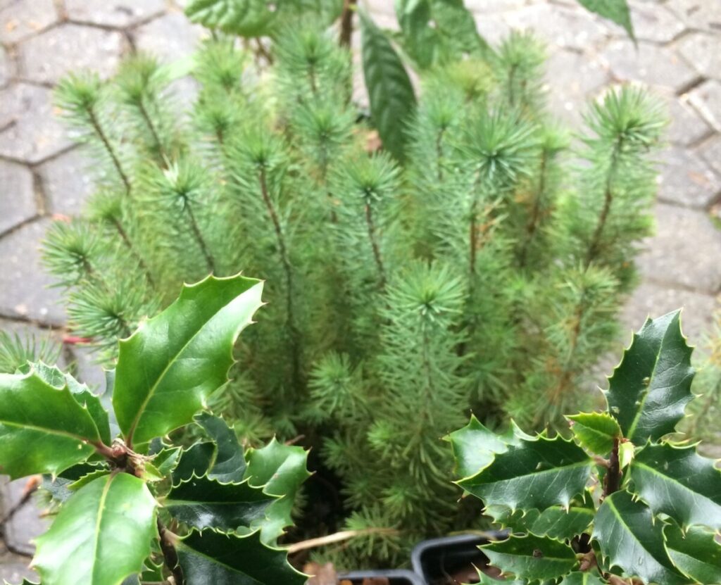  Na Quinta da Cruz (Viseu), há árvores para quem quiser plantar no início do ano - Jornal do Centro