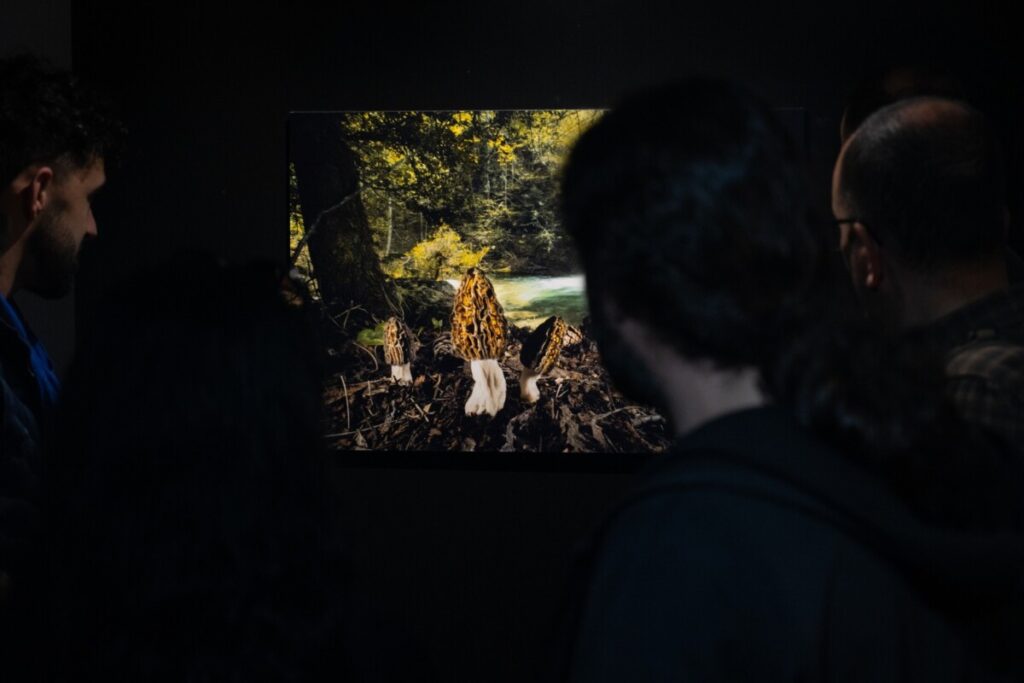  Fotógrafos nacionais e internacionais em mais uma edição do Festival de Imagem de Natureza de Vouzela - Jornal do Centro