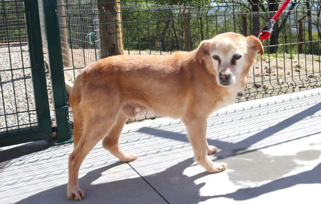  Canil de Lamego recolheu mais de 400 animais abandonados em 2024 - Jornal do Centro