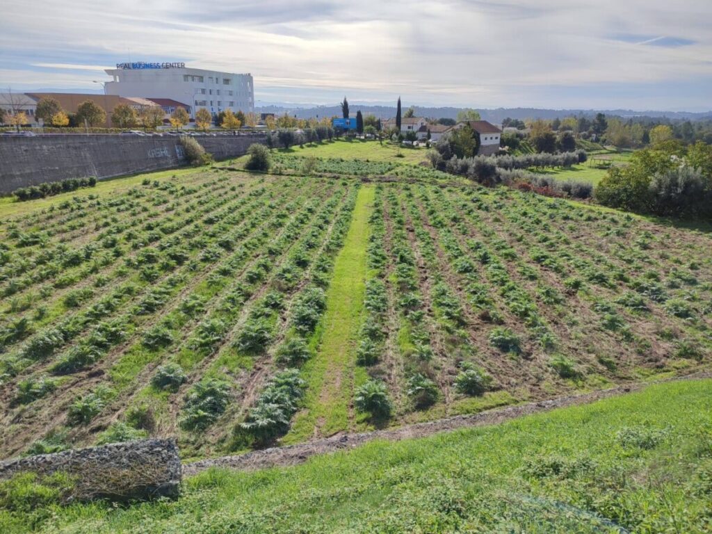  Petição contra fim de campo de cardo para construção de estacionamentos em Viseu - Jornal do Centro