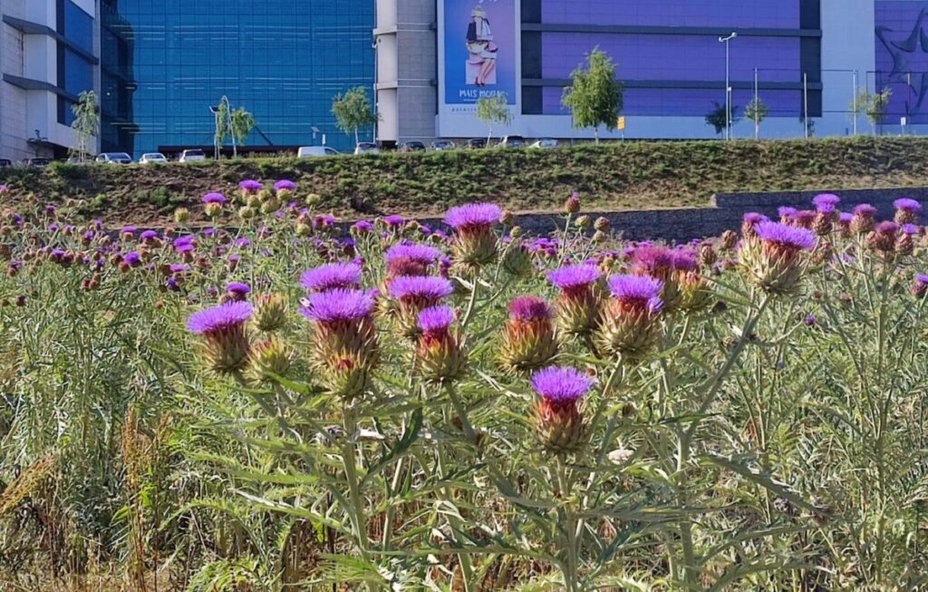  Mais de duas mil plantas de cardo vão dar lugar a estacionamento. Transplantação vai custar “centenas de euros” - Jornal do Centro