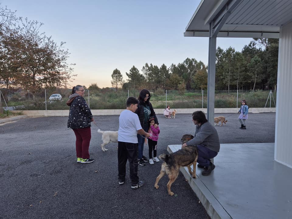  Centro de Recolha de Carregal do Sal entregou mais de uma centena de animais para adoção - Jornal do Centro