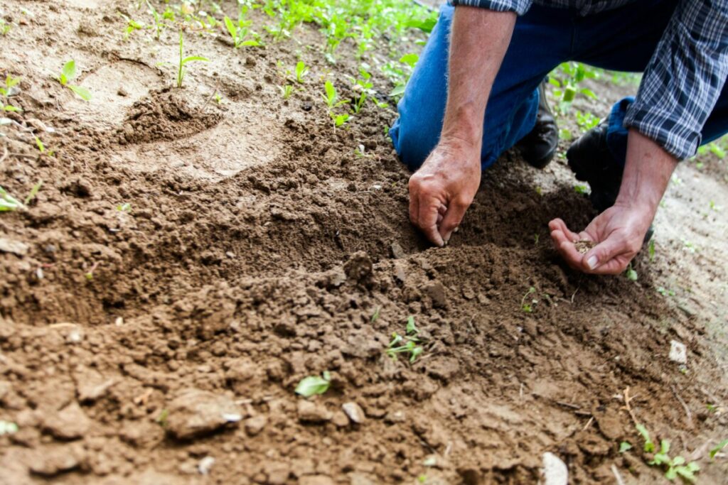  “Semear Cinfães” incentiva agricultura familiar com entrega de sementes - Jornal do Centro