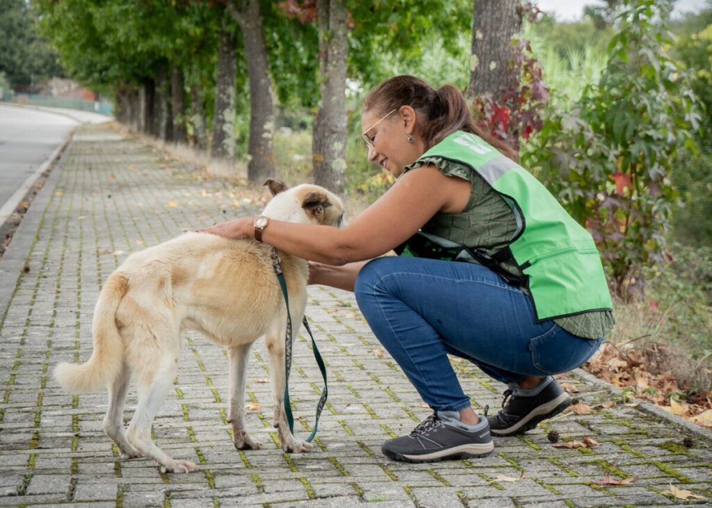  Câmara de Tondela comparticipa esterilização de mais de 200 animais em 2024 - Jornal do Centro