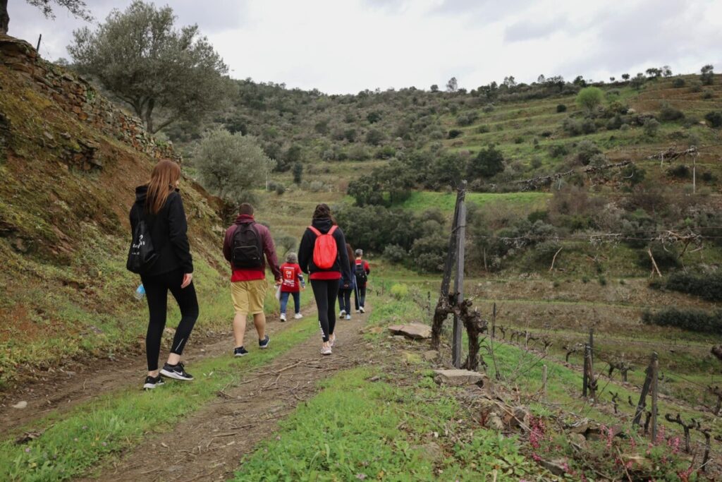 Em Armamar há uma caminhada com pausa para degustação de vinhos e doces de maçã - Jornal do Centro