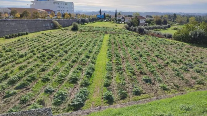  Cardos da Agrária de Viseu podem ser adotados e plantados em todo o território nacional
