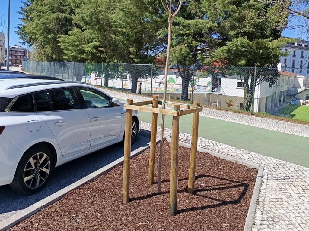  Em Viseu há jacarandás acabados de plantar - Jornal do Centro