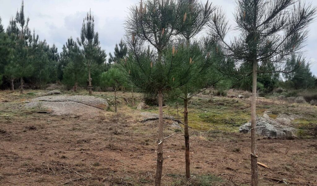  Autarquia de Santa Comba Dão cria “zonas tampão” junto a aldeias para travar incêndios - Jornal do Centro