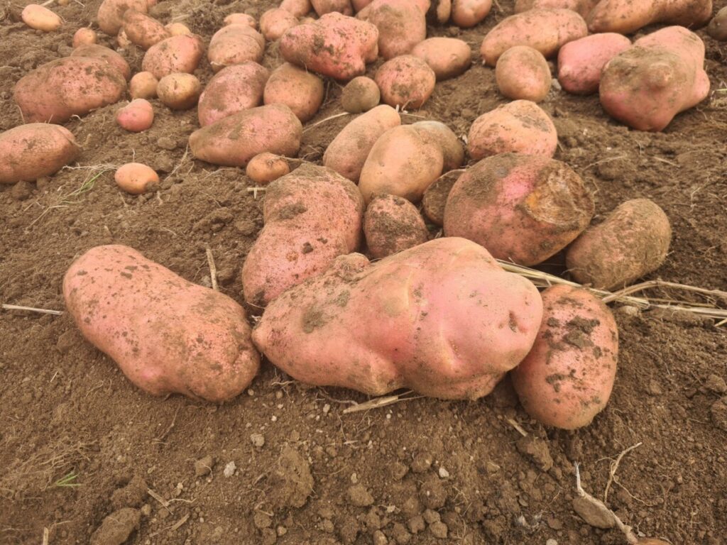  Iniciativa em Resende recria plantação de batatas à moda antiga - Jornal do Centro