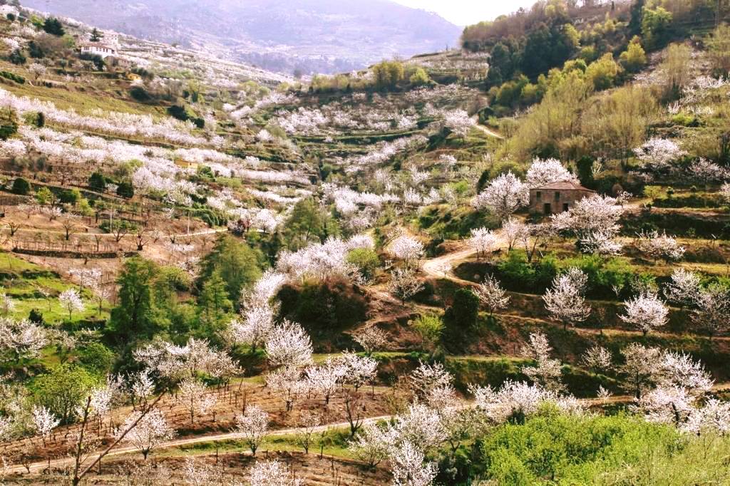  Espetáculo natural das cerejeiras em flor também acontece no distrito de Viseu - Jornal do Centro