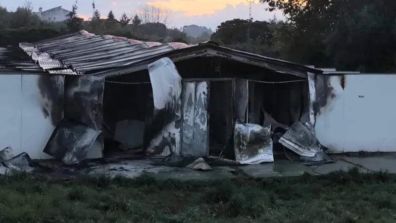  Campanha recolhe donativos para ajudar animais e reconstruir hotel canino em Mangualde - Jornal do Centro