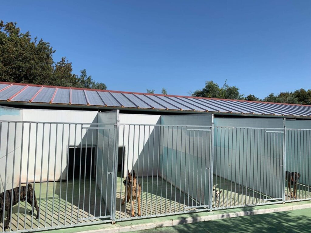  Campanha recolhe donativos para ajudar animais e reconstruir hotel canino em Mangualde - Jornal do Centro