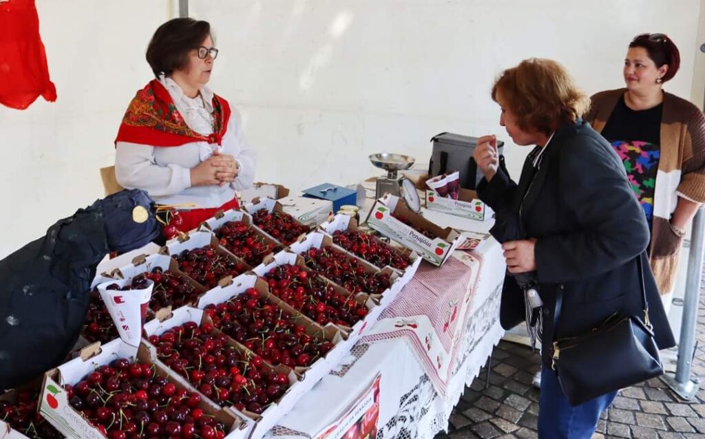  Primeiras cerejas são as da Penajóia e chegam a Lamego no fim de semana de 17 e 18 de maio - Jornal do Centro