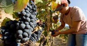 mulher vinho uvas armamar douro