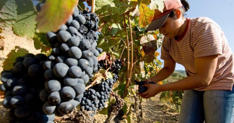 mulher vinho uvas armamar douro