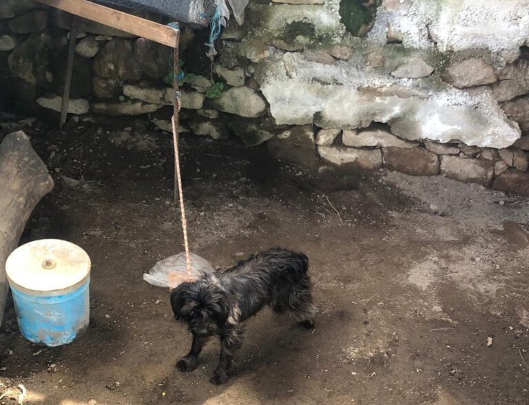 GNR Viseu Nove identificados por maus-tratos a animais 1 1 web