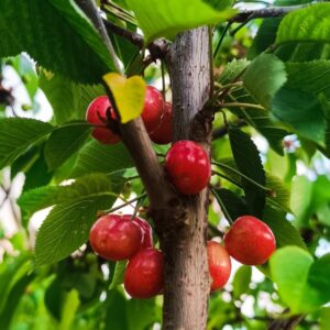 cerejas resende
