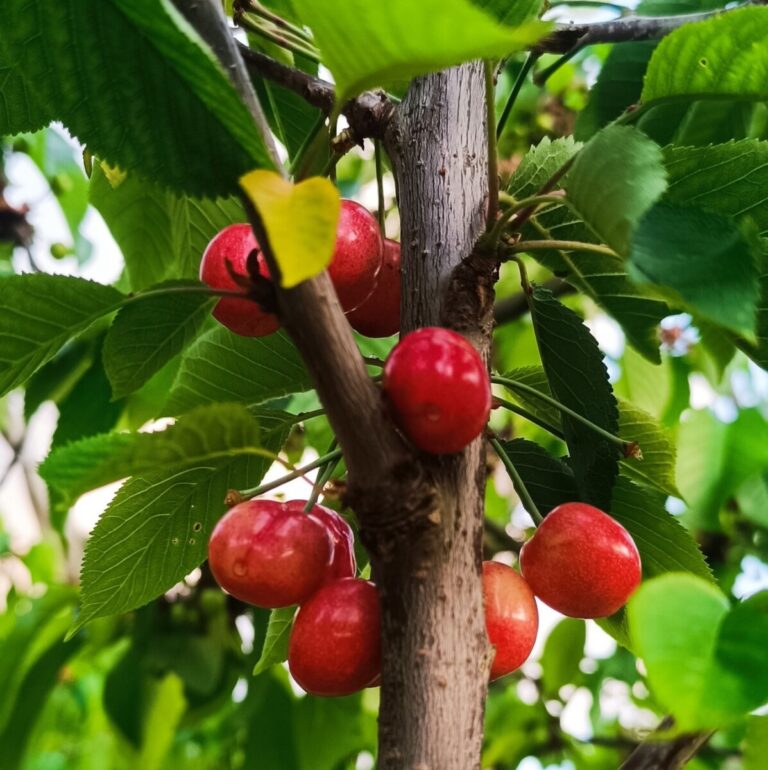 cerejas resende