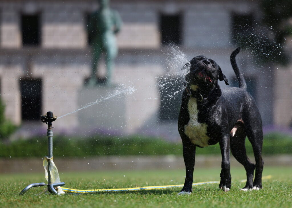  Região de Viseu com temperaturas de 40 graus a partir de quinta-feira - Jornal do Centro