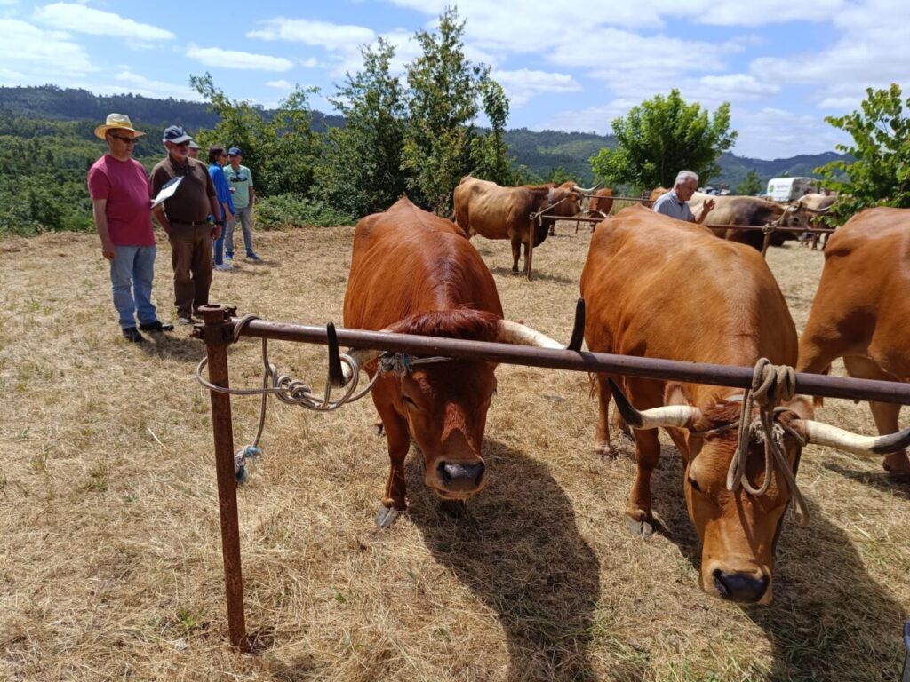 Vitela de Lafões à prova em Vouzela. Feira de 13 a 15 de junho - Jornal do Centro