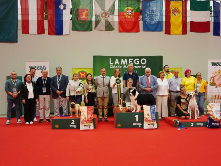 exposição canina lamego vencedores