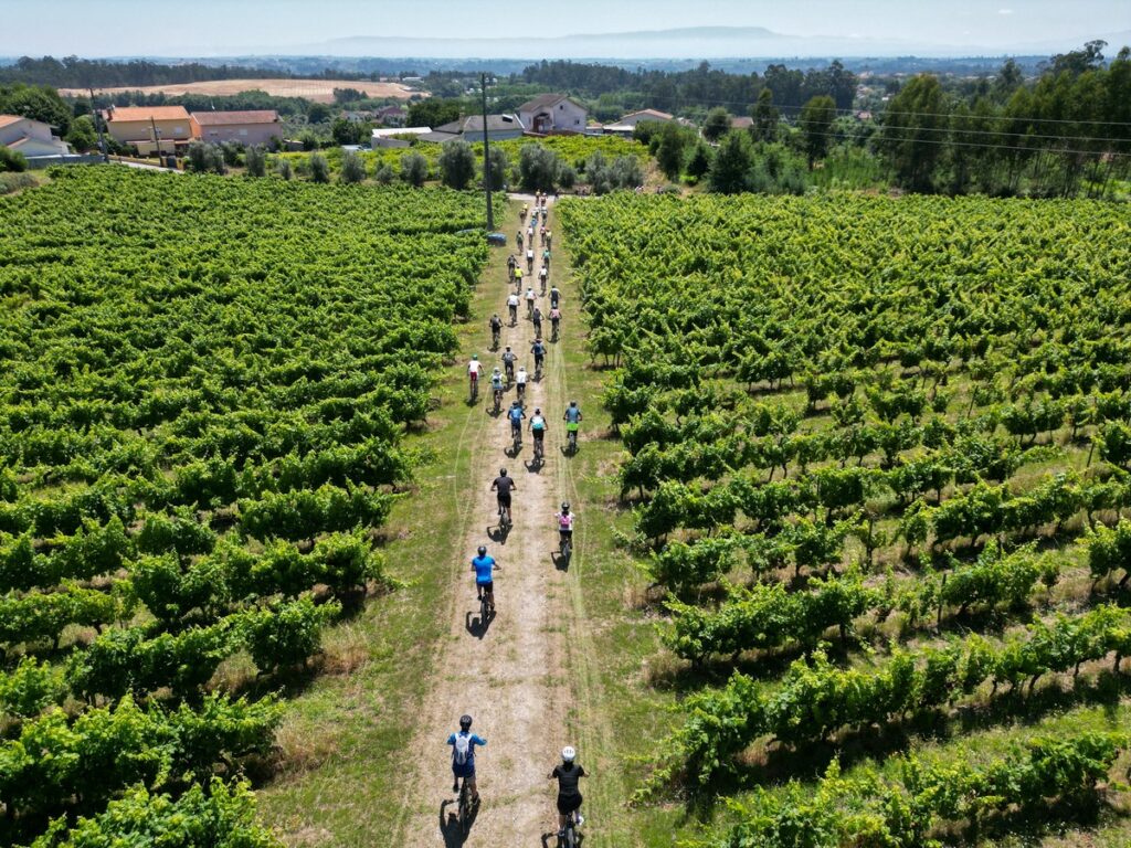  Vinhos de Tondela em destaque na Rota dos Brancos - Jornal do Centro