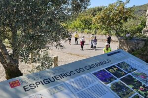 rota dos espigueiros tondela web